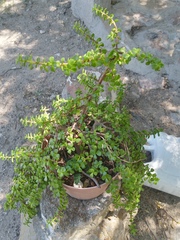 Portulacaria