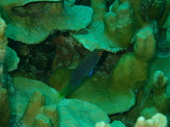 Pseudocheilinus hexataenia