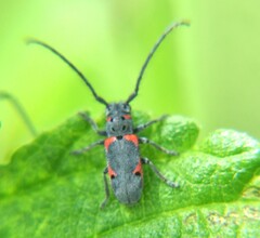 Tetraopes discoideus