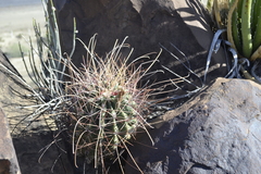 Hamatocactus hamatacanthus
