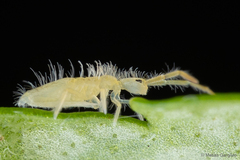 Entomobrya
