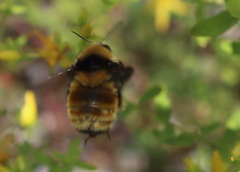 Bombus borealis image