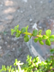 Portulacaria