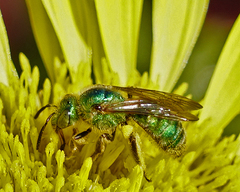 Agapostemon