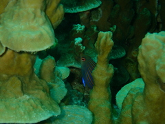 Pseudocheilinus hexataenia