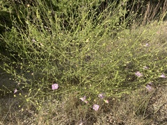 Agalinis edwardsiana