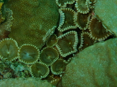 Palythoa heliodiscus