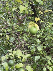 Citrus