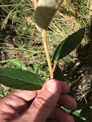 Pomaderris intermedia