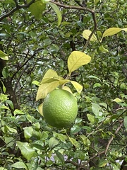 Citrus