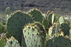 Opuntia rastrera
