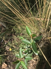 Pomaderris intermedia