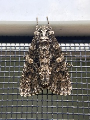 Acronicta afflicta