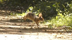 Sylvilagus brasiliensis