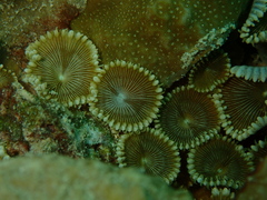 Palythoa heliodiscus