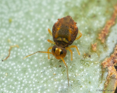 Dicyrtomidae