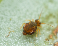 Dicyrtomidae