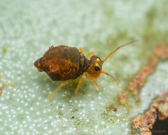 Dicyrtomidae