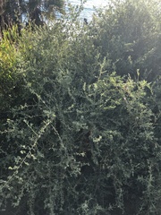 Atriplex lentiformis