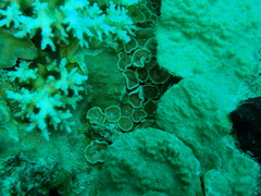 Palythoa heliodiscus