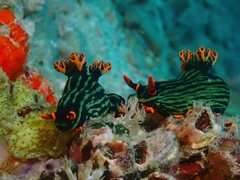 Nembrotha kubaryana