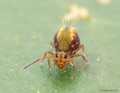 Dicyrtomidae