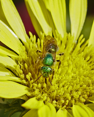 Agapostemon