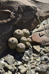 Epithelantha greggii