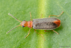 Hylodanacaea haemorrhoidalis