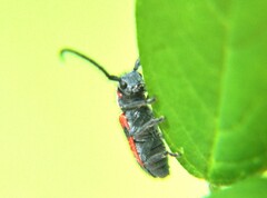 Tetraopes discoideus