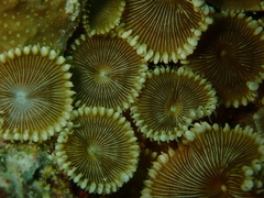 Palythoa heliodiscus