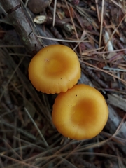 Gloioxanthomyces nitidus