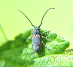 Tetraopes discoideus