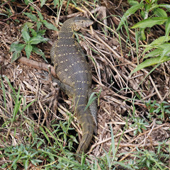 Varanus niloticus