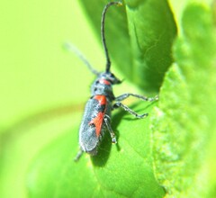 Tetraopes discoideus