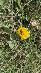Syrphus opinator