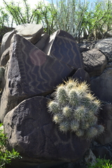Echinocereus stramineus