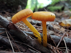 Gloioxanthomyces nitidus