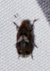 Euparius paganus