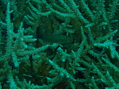 Cheilodipterus artus