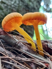 Gloioxanthomyces nitidus