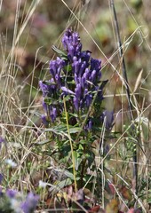 Gentianella quinquefolia