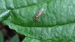 Tanypezidae
