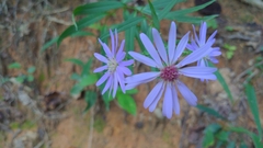 Symphyotrichum retroflexum