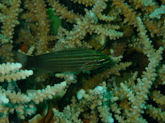 Cheilodipterus artus