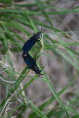 Phyllomydas phyllocerus