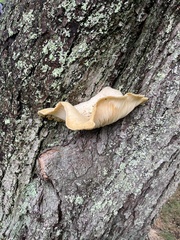 Neolentinus lepideus