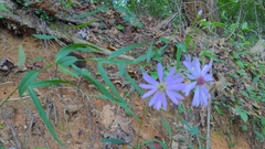 Symphyotrichum retroflexum