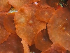 Discosoma nummiforme