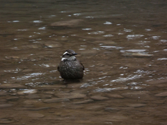 Cinclodes patagonicus